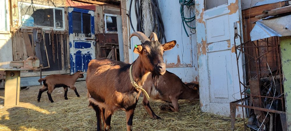 Продаються кози альпійської породи