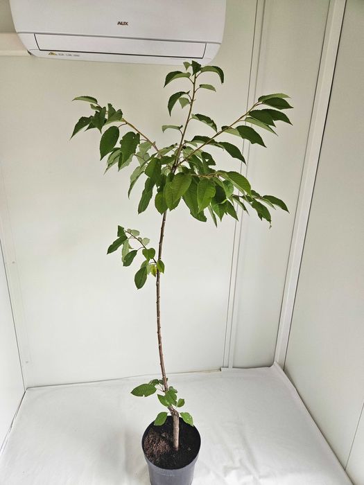 Czereśnia Repina 110cm drzewko owocowe C4 + nawóz gratis