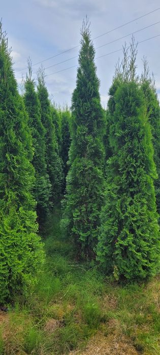Tuja Smaragd 200-270 cm tuje 190 thuja szmaragd brabant nowa sól
