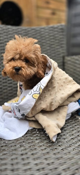 Cavapoo / dziewczynka