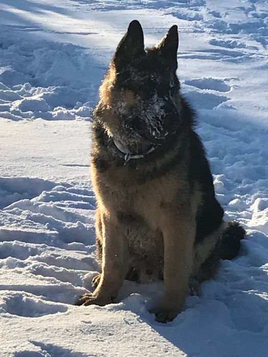 Продамо німецьку вівчарку (кобель) – тільки в хороші руки!