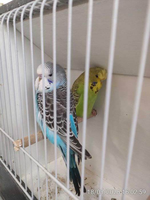 Casal Inglês disponível