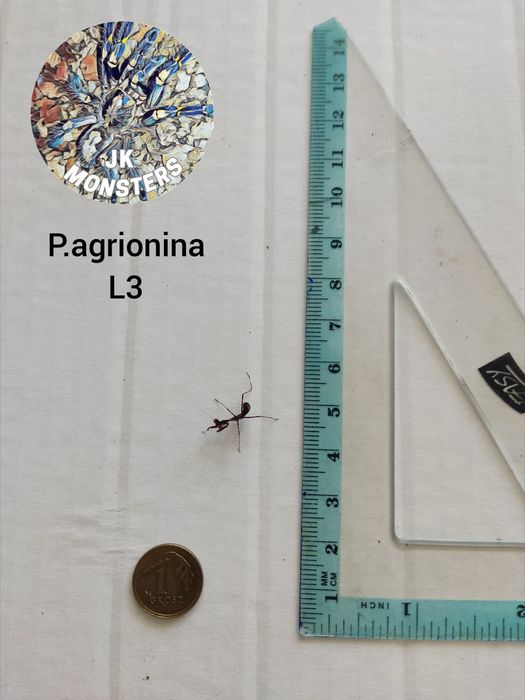 Modliszka Parasphendale agrionina+gratisy