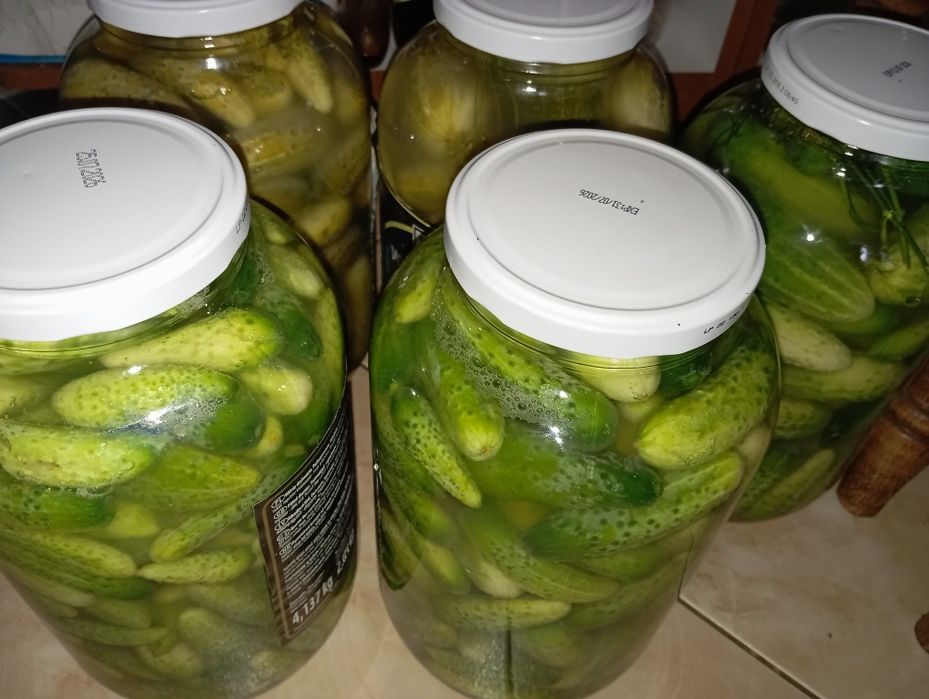Domowe ogórki kiszone ekologiczne 100%