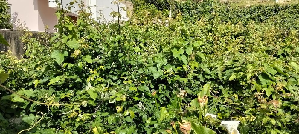 Limpeza de terrenos manutenção e construção de jardins