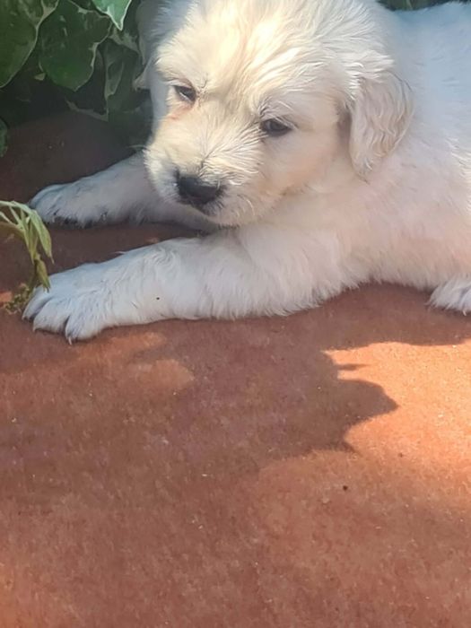 Golden retriever