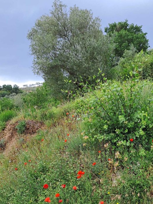 Venda de terreno com 2 600 m2 em Babe - Bragança