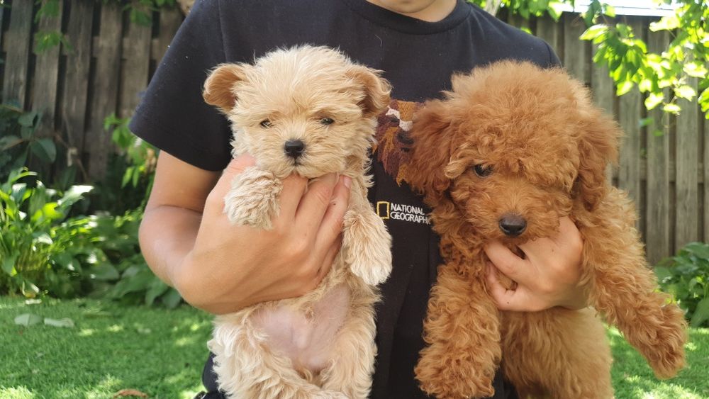 Щенки Той пудель  китай .тикап