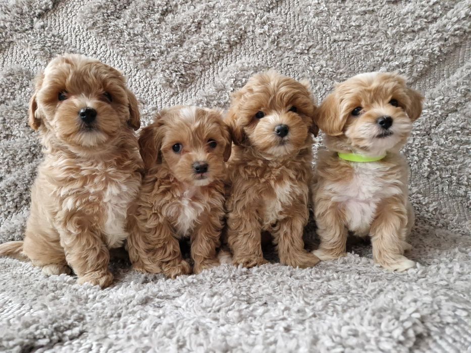 Maltipoo   dziewczynka