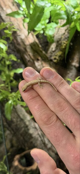 Gekon placzący - Lepidodactylus lugubris