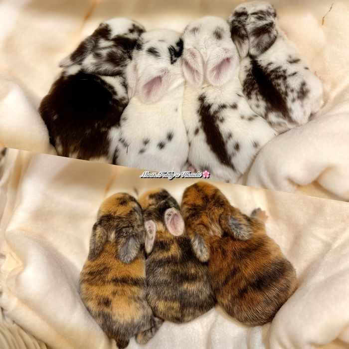 Mini Lop / króliki rasowe z hodowli / króliki miniaturki