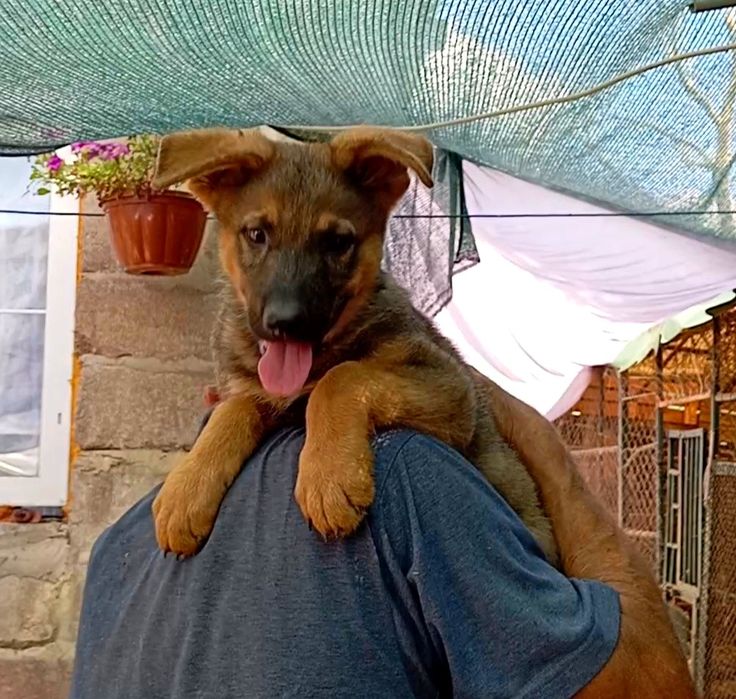 Питомник ZOLOTOY PUT' K POBEDE предлогает щенков.