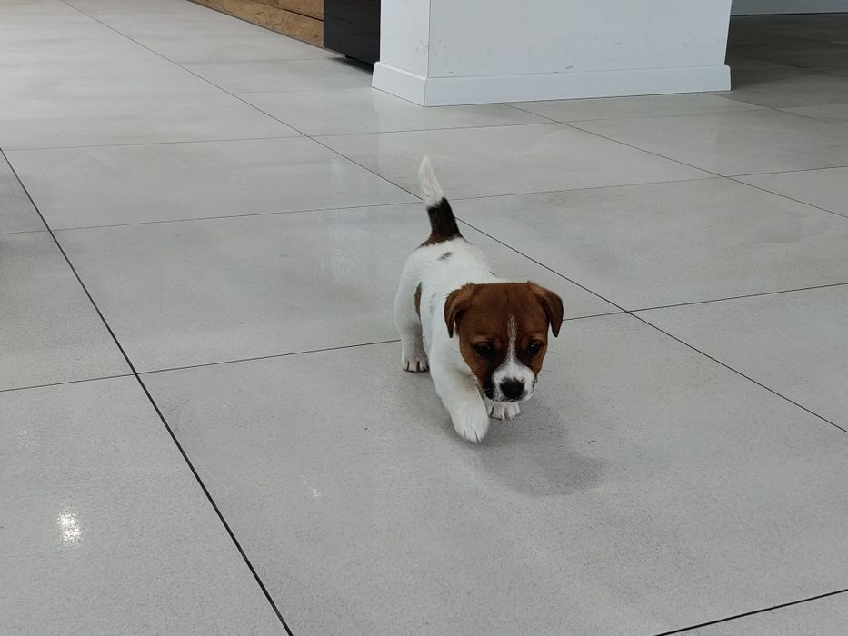 Szczeniak piesek Jack Russell Terrier