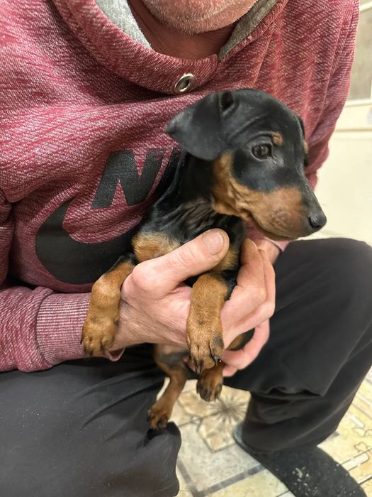 Щенки цвергпинчера