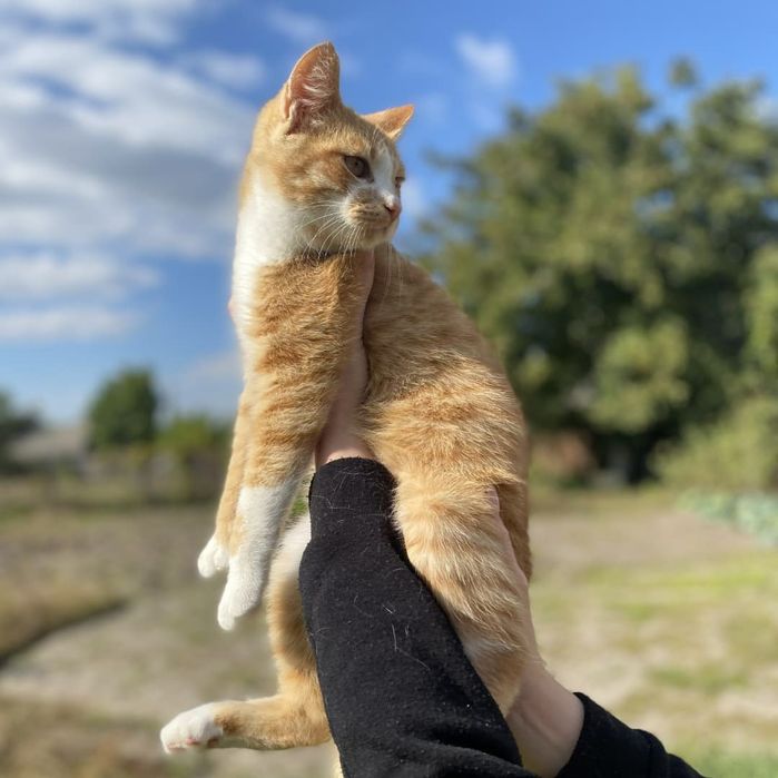 Рыжий кот подросток, кастрирован