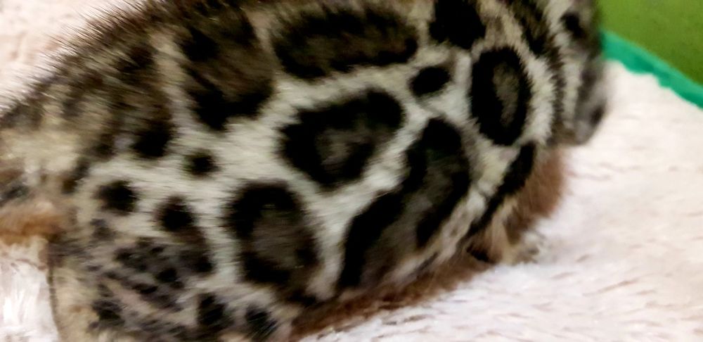 Бенгальские котята шоу-класса