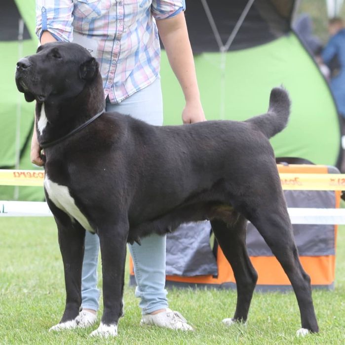 Отдам суку среднеазиатской овчарки