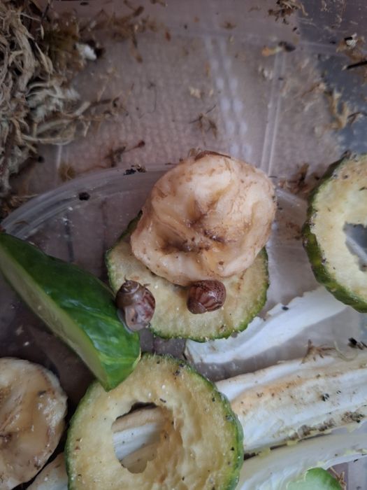 Віддаю Ахатин равликів