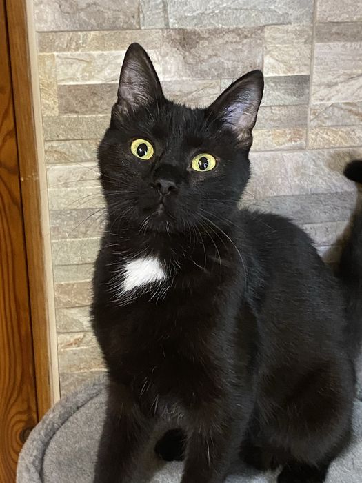 Ласковая стерилизованная малышка ищет заботливых хозяев