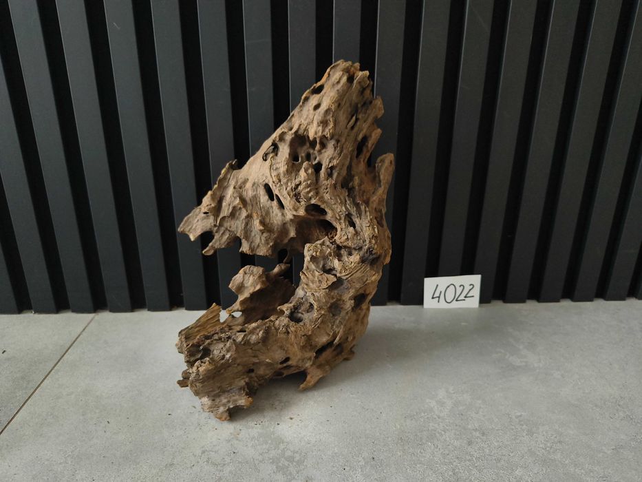 korzeń Driftwood Dragonwood 4022 DZIURAWY akwarium terrarium 34x21x13