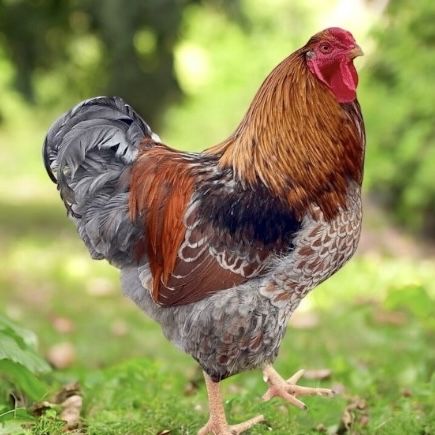 WYANDOTTE AZUL LACEADA ( OVOS )