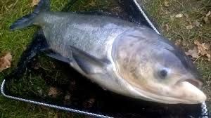 Tołpyga hodowlana / do zarybienia