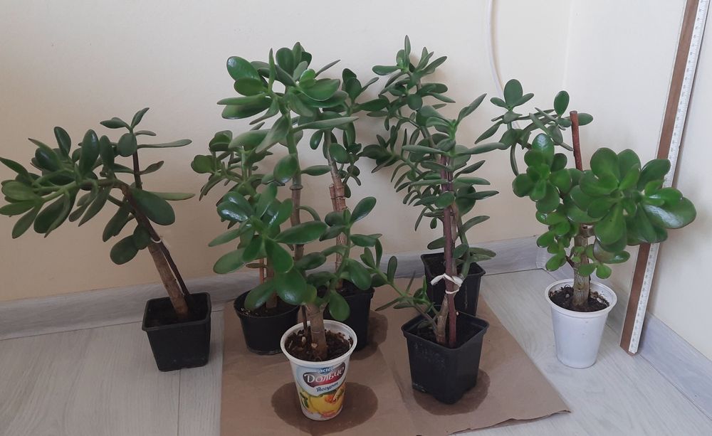 Грошове дерево, красулла, толстянка. Садженці.