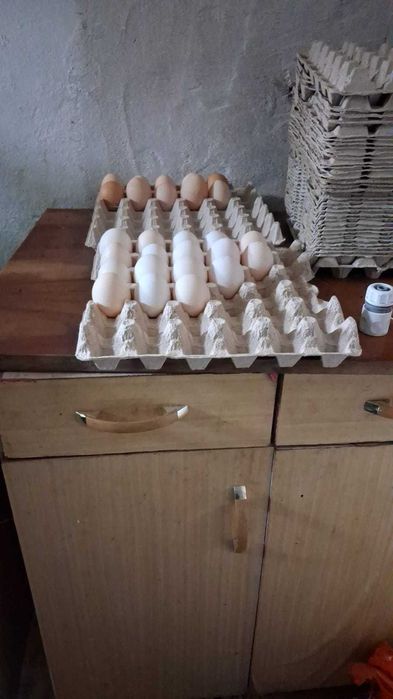Jaja kurze wiejskie