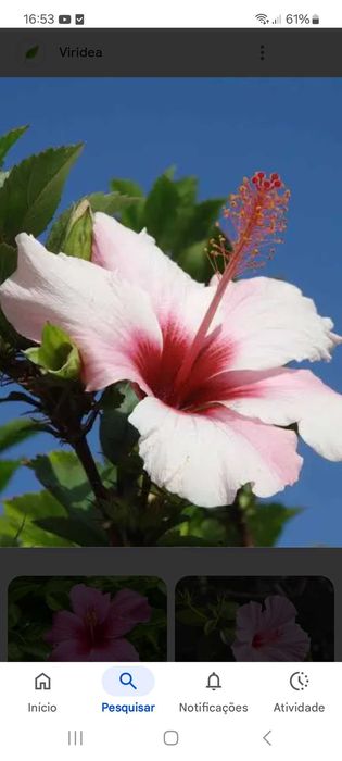 Árvore Hibisco 1 metro altura