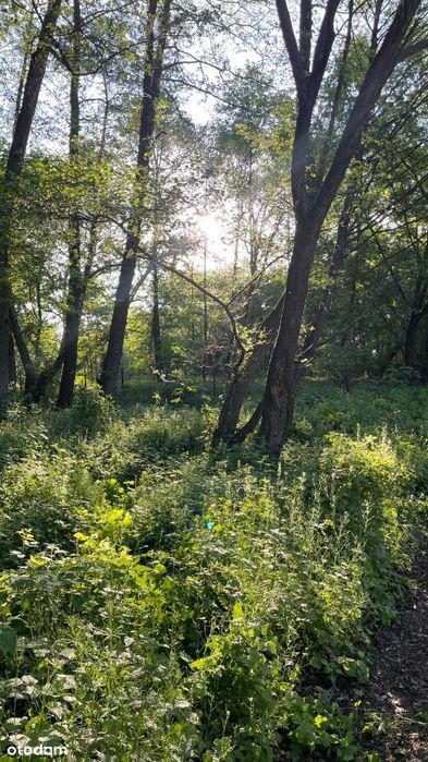 Działka inwestycyjna Cieciszew, Konstancin-Jeziorna, Warszawa 30 min - Widok 3