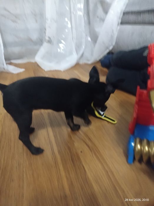 Suczka pinczera miniaturowego