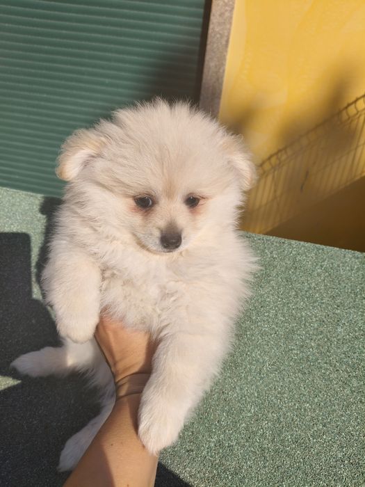 Spitz alemão porte médio menina