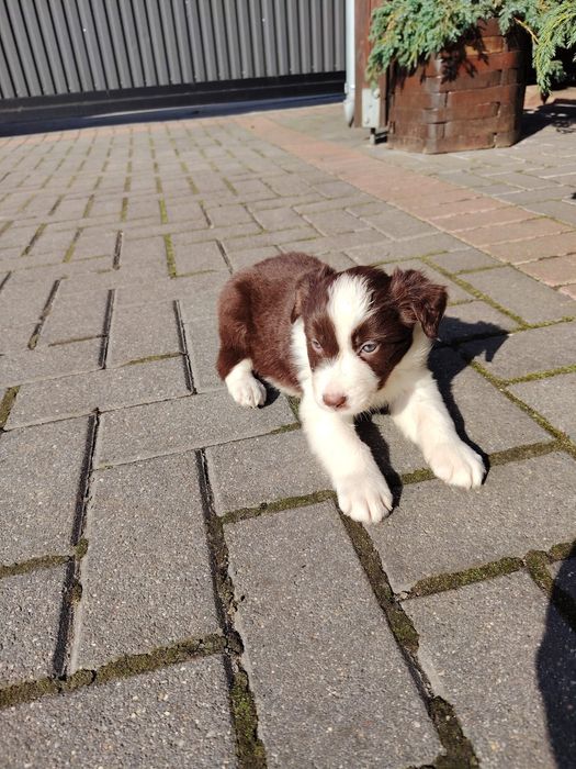 Piękna Border Collie