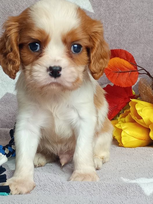 Cavalier kinng spaniel chlopak