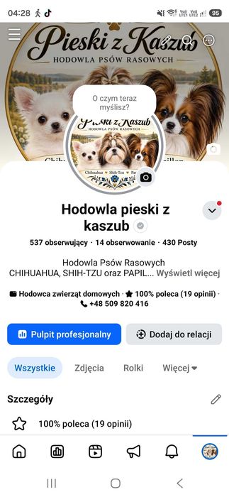Chihuhaha Radosław miniaturowy samiec cena niższa