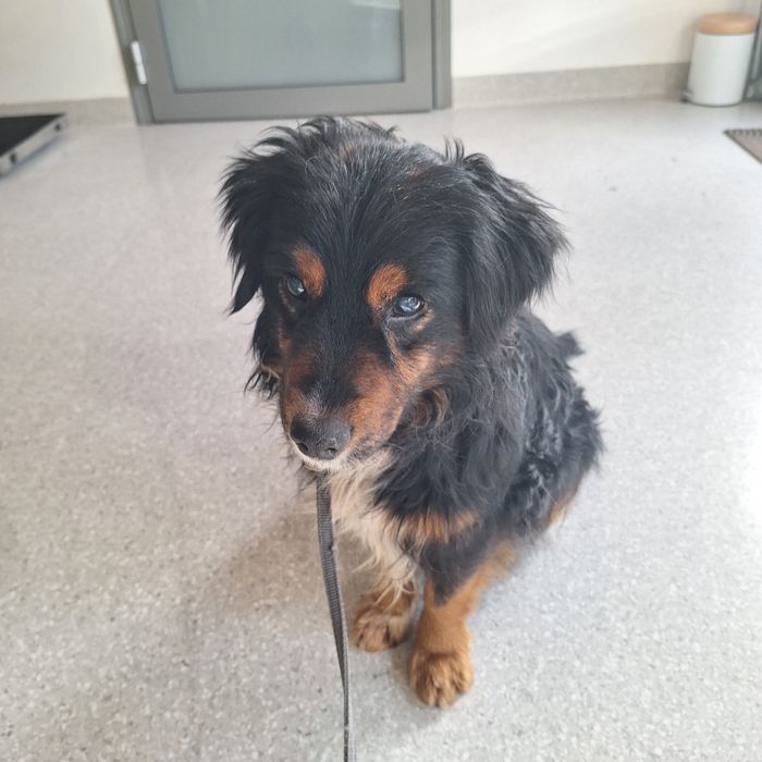 Szukamy kochającego domu dla ok 3 letniego pieska Fido