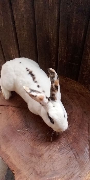 Продам кроликів породи Рекс є різних окрасів і віку