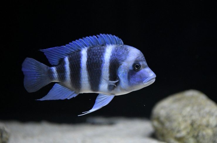 Cyphotilapia frontosa   Фронтоза