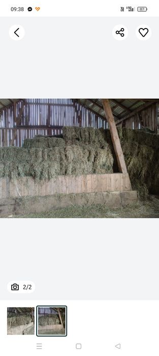 Siano suche tegoroczne kostka