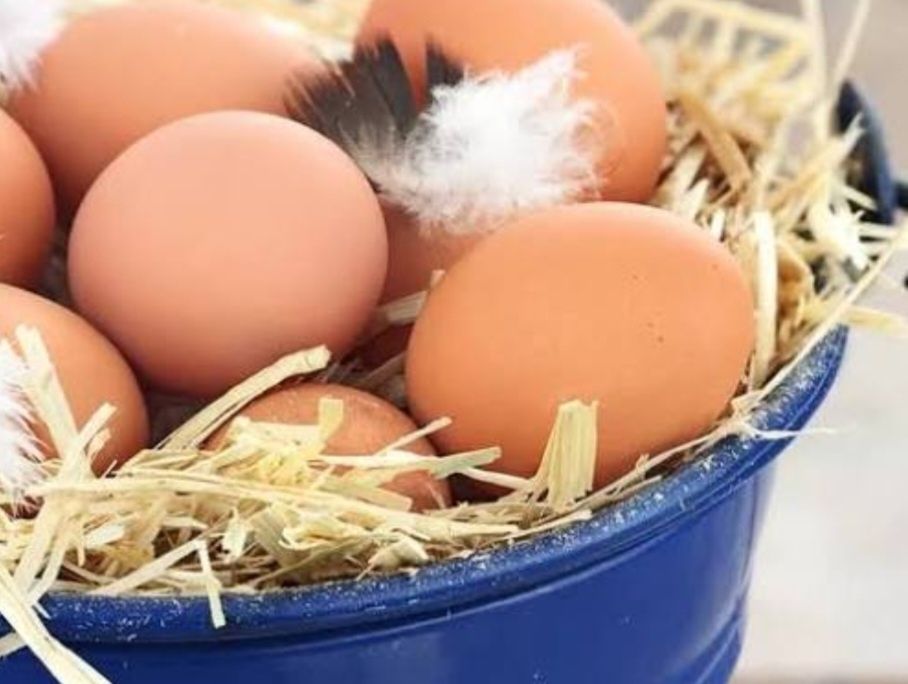 продаж інкубаційних яєць Кобб 500