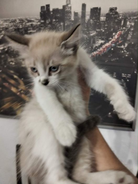 Gatinhos Para Dar
