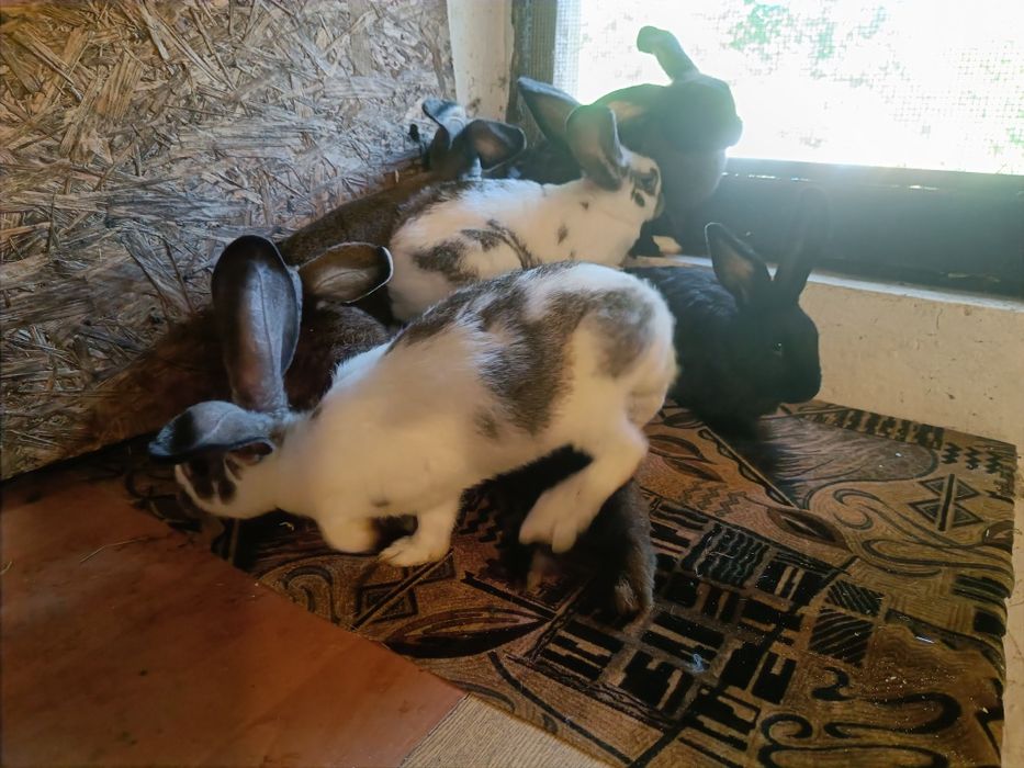 Mlode samiczki na sprzedaż