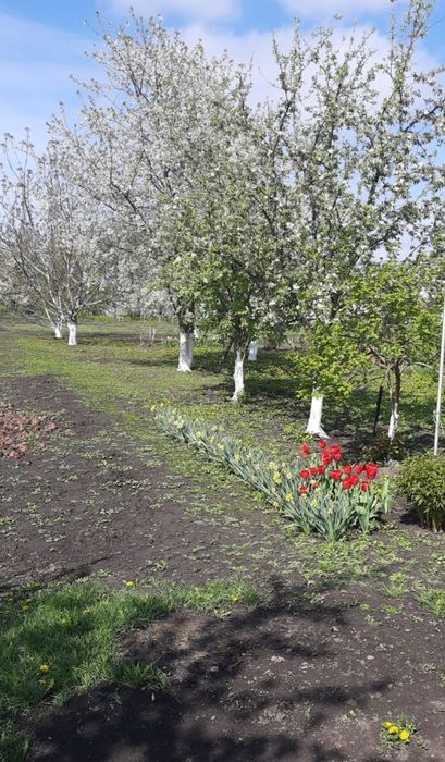 Продаж  приватного будинку в центрі с-ща  Драбів