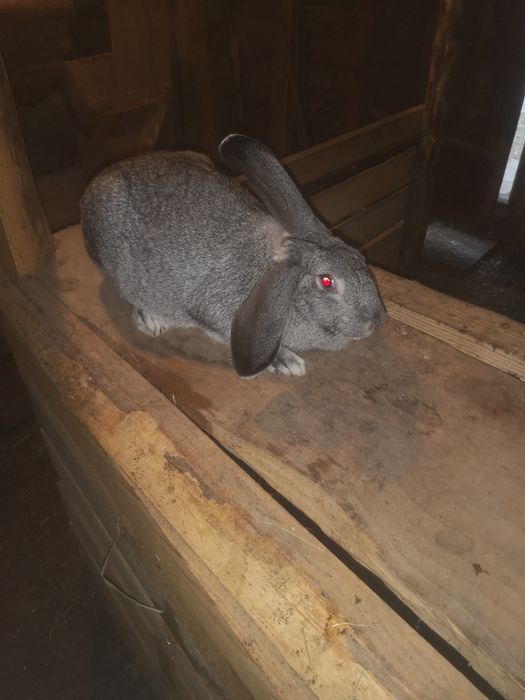 Європейська шиншила