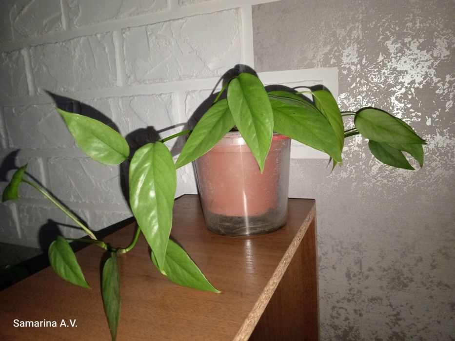 Філодендрон. Епіпремнум. Сингоніум