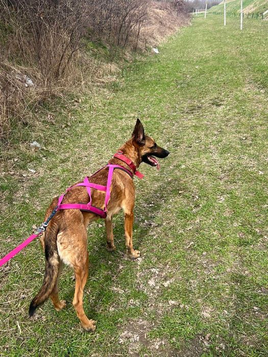Młoda suczka Falka w typie owczarek belgijski malinois do adopcji!