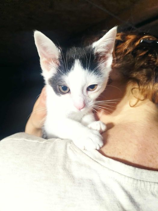 Kocięta do adopcji!