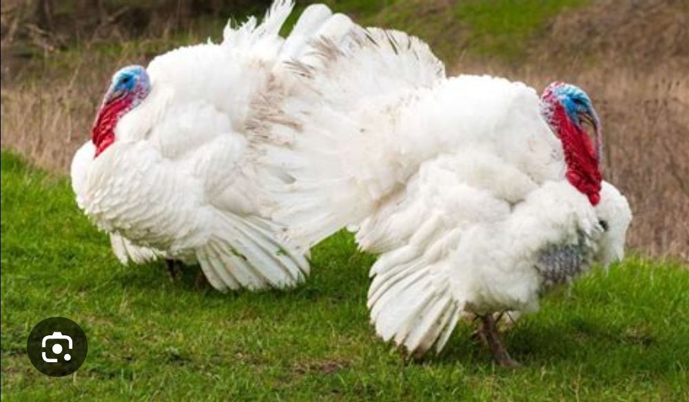 Яйце інкубаційне