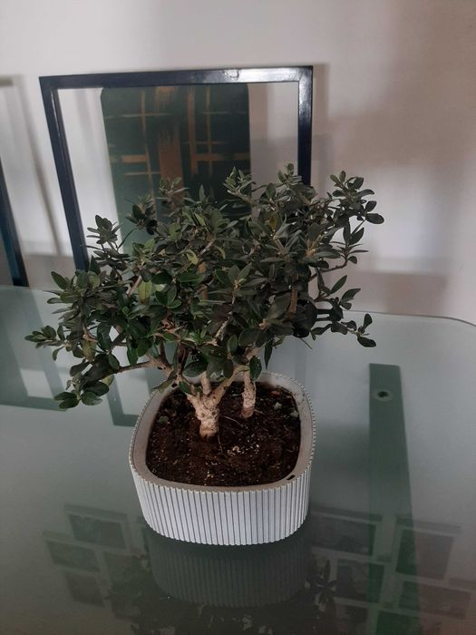 Bonsais de Oliveira com vaso