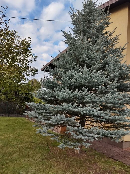 Srebrny świerk na wiązanki